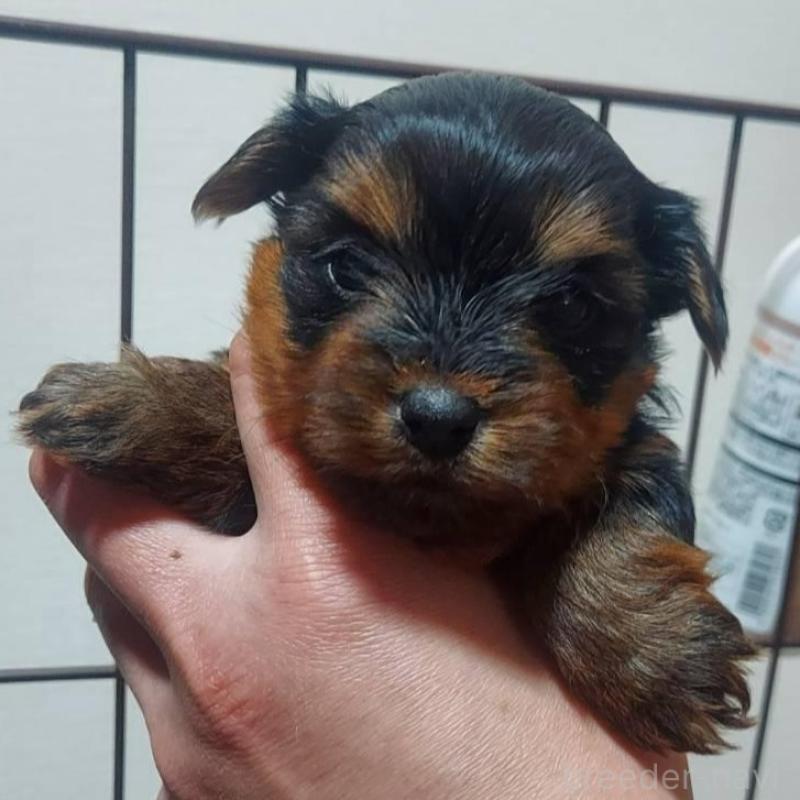 販売中の新潟県のヨークシャーテリア-440276