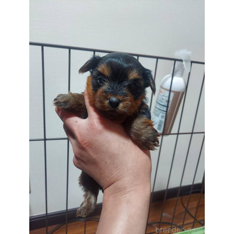 販売中の新潟県のヨークシャーテリア-440276の2枚目