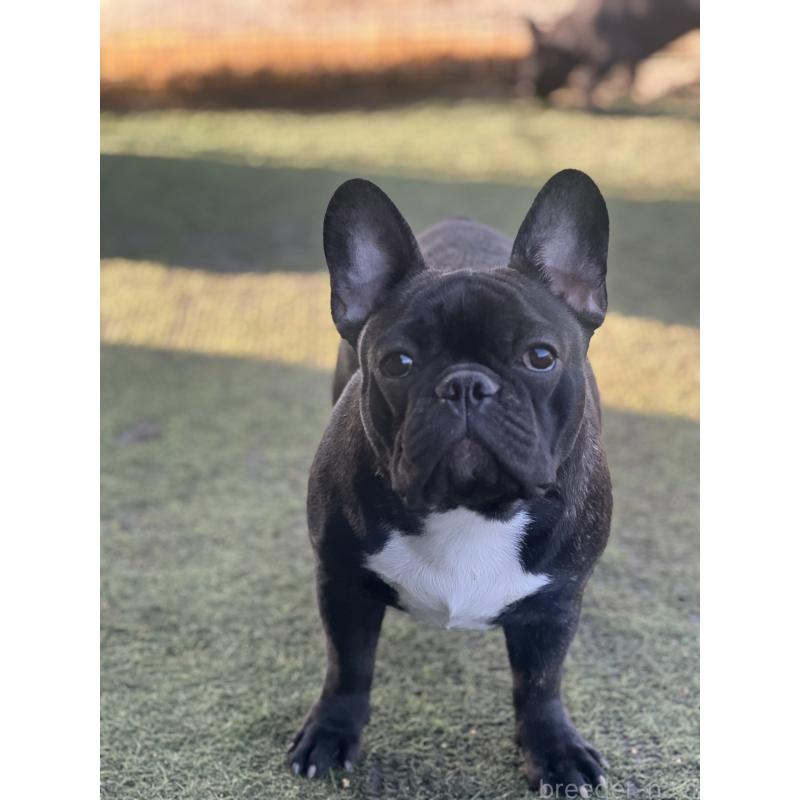 販売中の香川県のフレンチブルドッグ-397239
