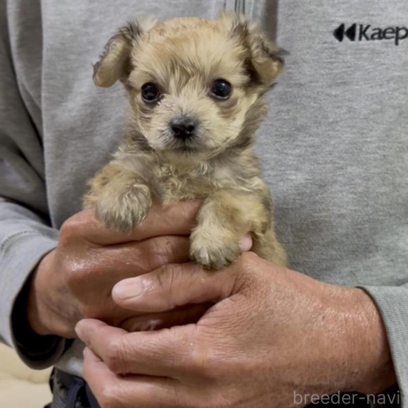 販売中の兵庫県のダップー:ミニチュアダックスフンド×トイプードル-440279の1枚目