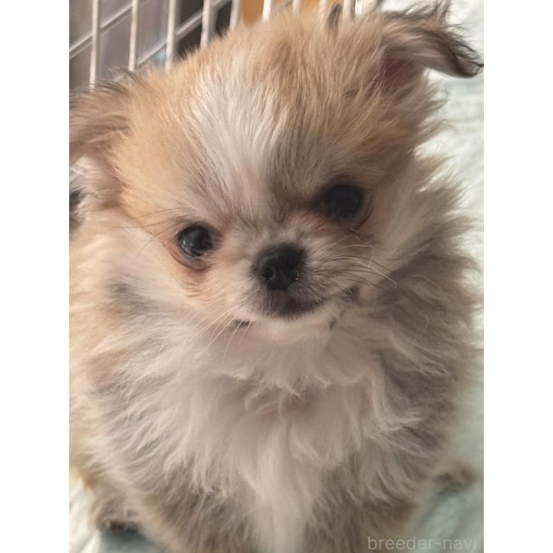 販売中の埼玉県のチワワ(ロングコート)-440277の2枚目