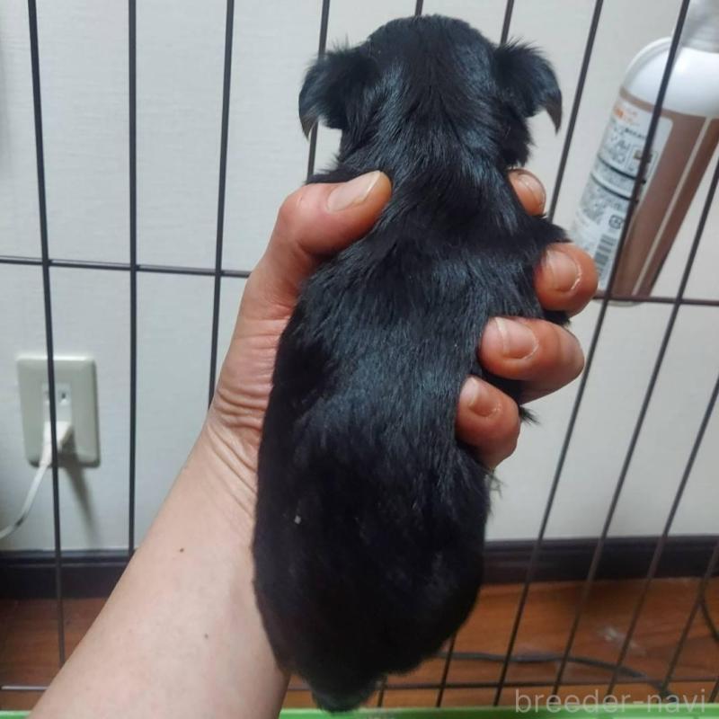 販売中の新潟県のヨークシャーテリア-440280の4枚目