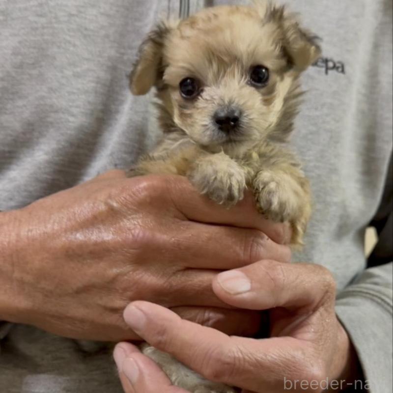 販売中の兵庫県のダップー:ミニチュアダックスフンド×トイプードル-440279の5枚目