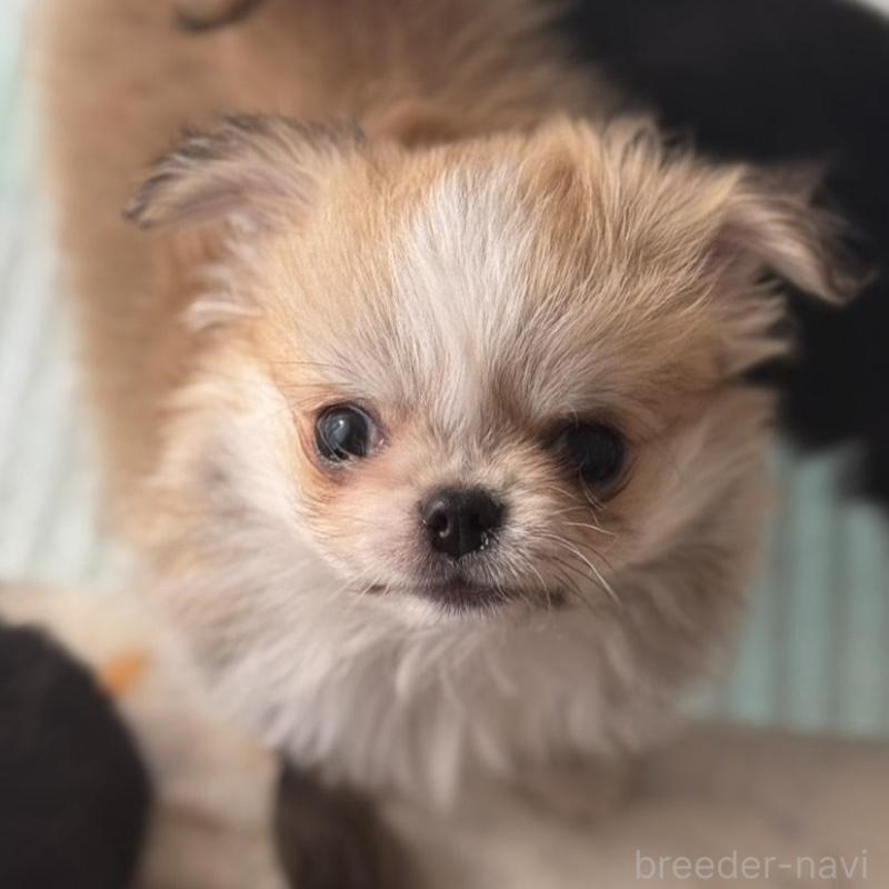 販売中ののチワワ(ロングコート)-440277