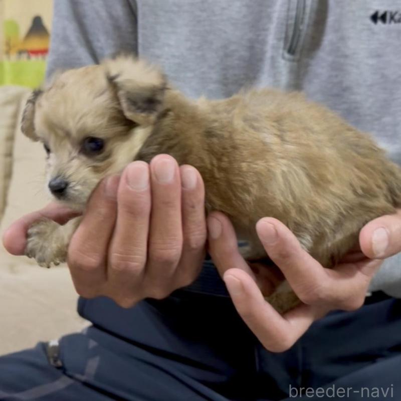 販売中の兵庫県のダップー:ミニチュアダックスフンド×トイプードル-440279の4枚目