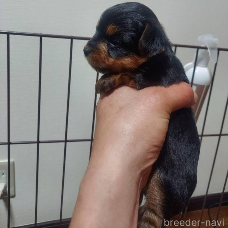 販売中の新潟県のヨークシャーテリア-440280の3枚目