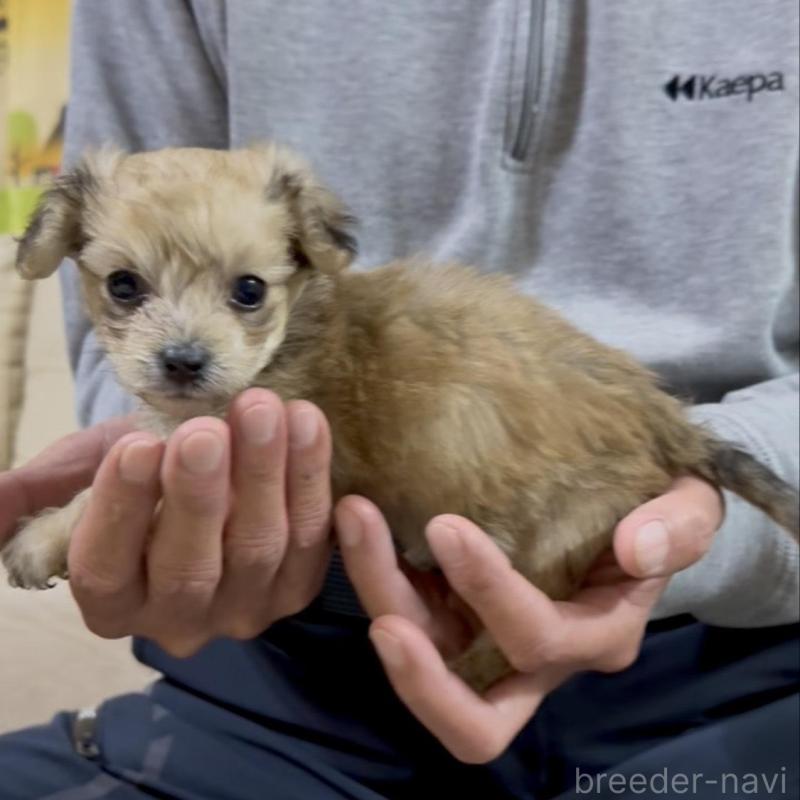 販売中の兵庫県のダップー:ミニチュアダックスフンド×トイプードル-440279の3枚目