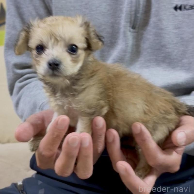 販売中の兵庫県のダップー:ミニチュアダックスフンド×トイプードル-440279の2枚目