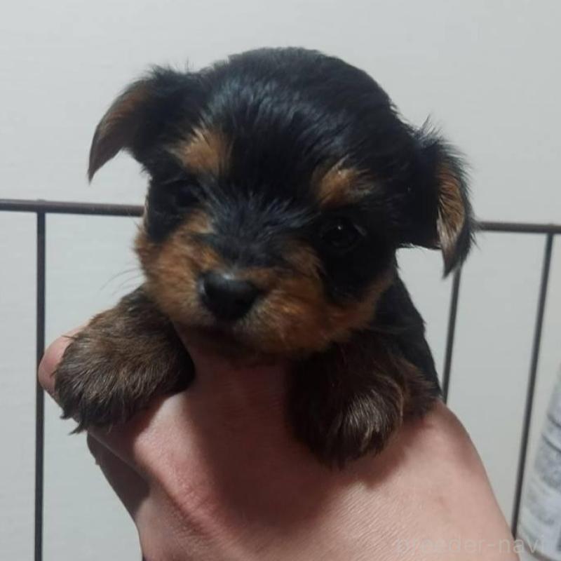 販売中の新潟県のヨークシャーテリア-440280