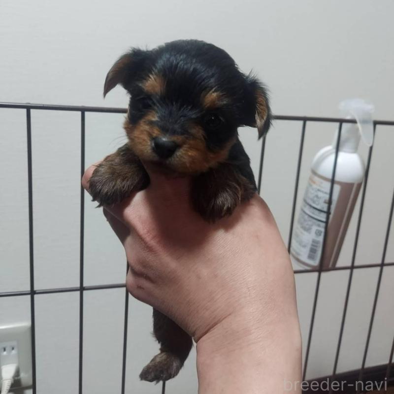 販売中の新潟県のヨークシャーテリア-440280の2枚目