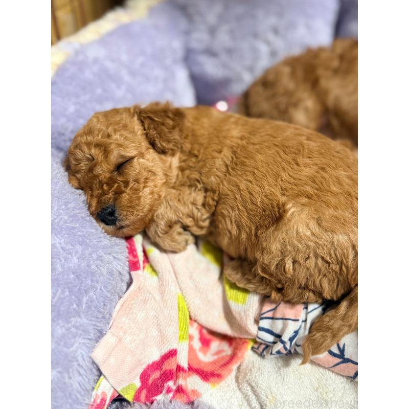 販売中の山形県のトイプードル-440284の2枚目