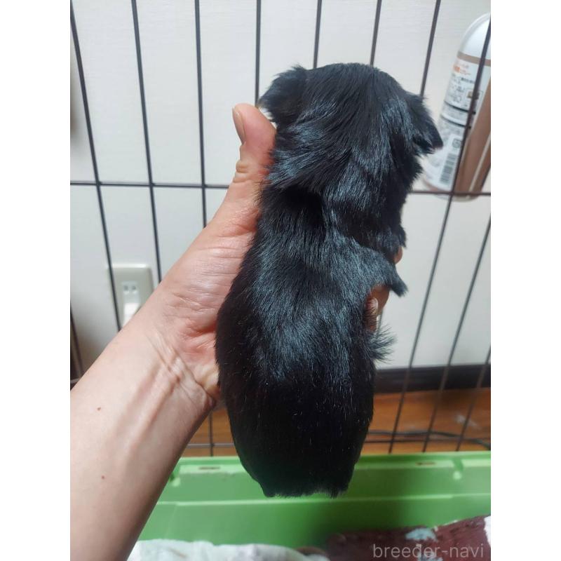 販売中の新潟県のヨークシャーテリア-440281の4枚目