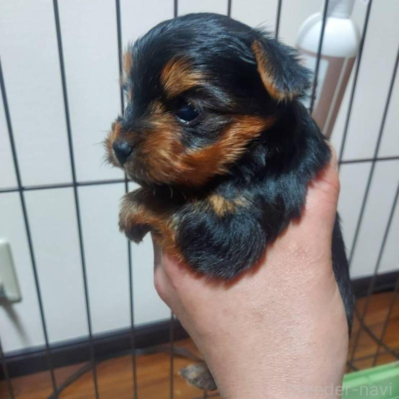 販売中の新潟県のヨークシャーテリア-440281の3枚目