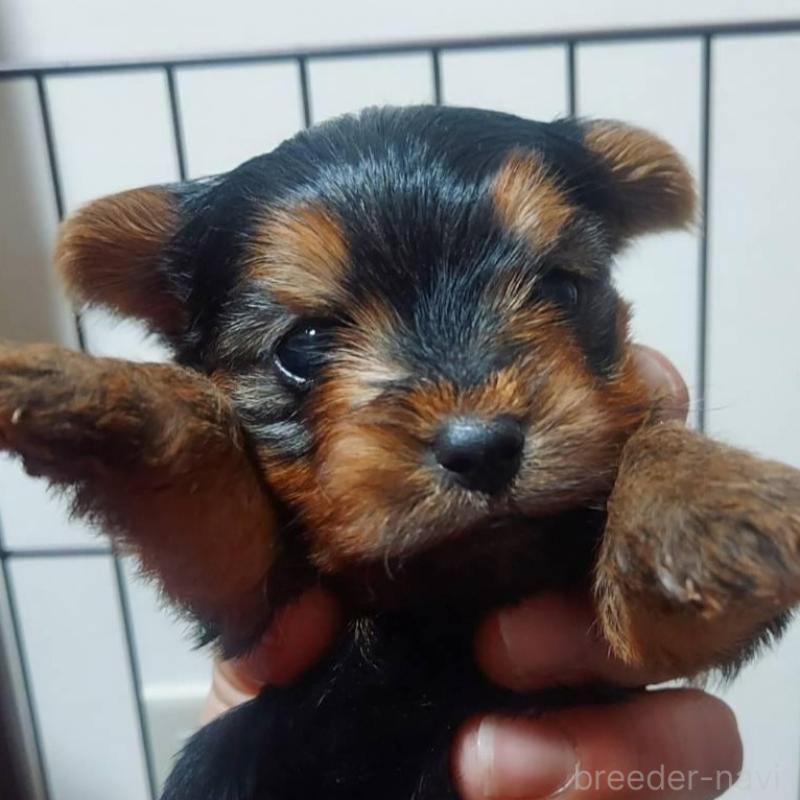 販売中の新潟県のヨークシャーテリア-440281