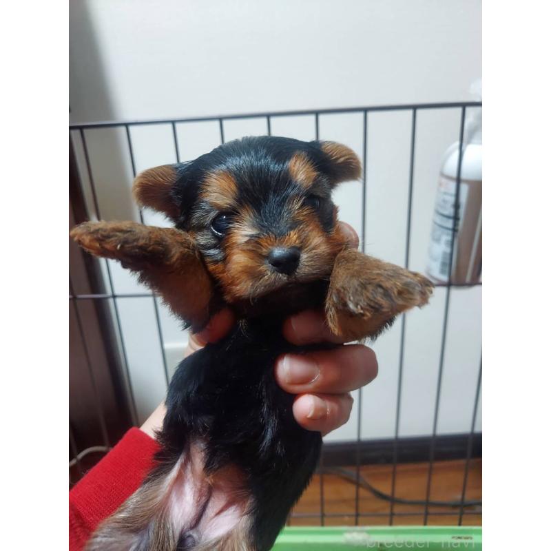 販売中の新潟県のヨークシャーテリア-440281の2枚目