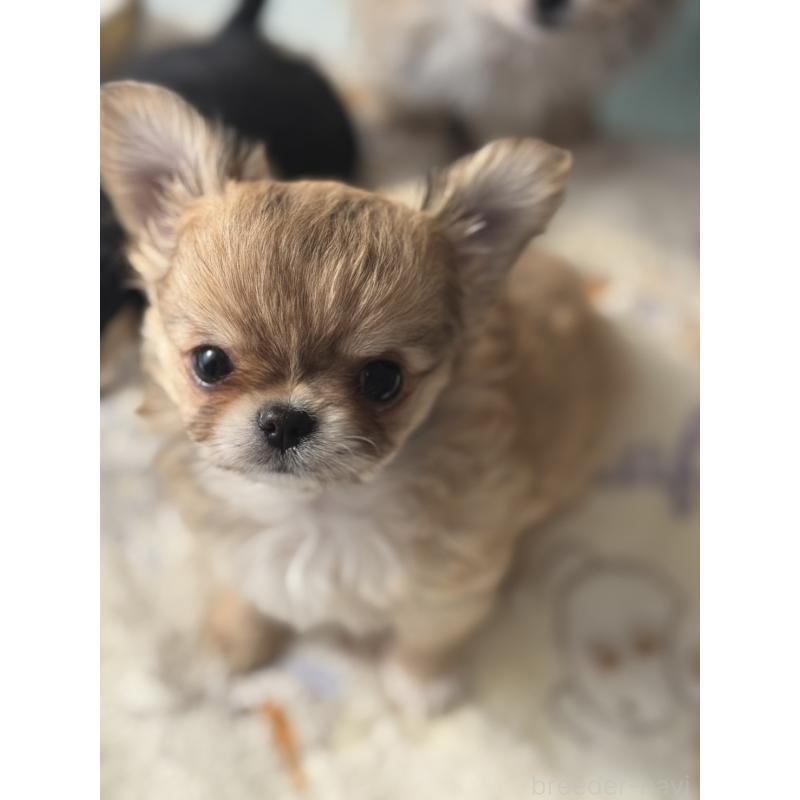 販売中の埼玉県のチワワ(ロングコート)-440282の2枚目