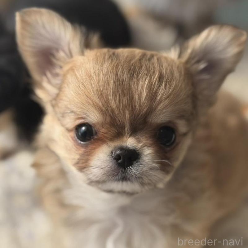 販売中の埼玉県のチワワ(ロングコート)-440282の1枚目