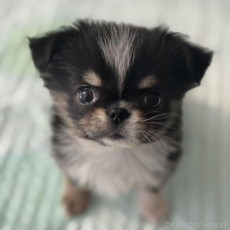 販売中の埼玉県のチワワ(ロングコート)-440286