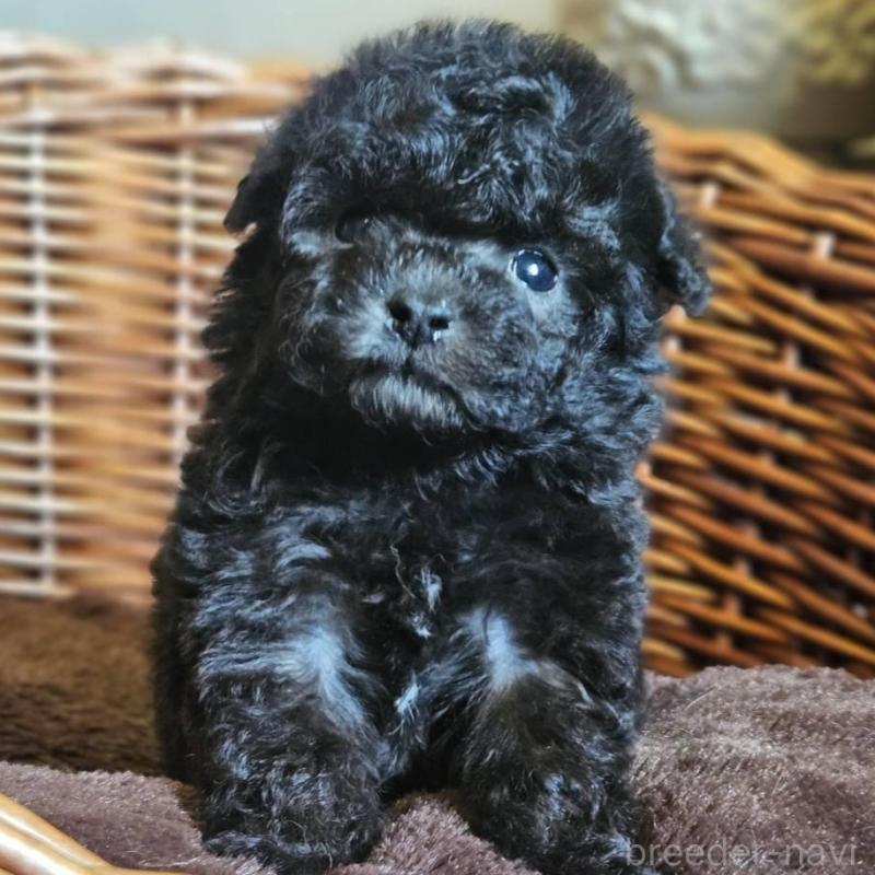 販売中の岐阜県のトイプードル-440289の5枚目