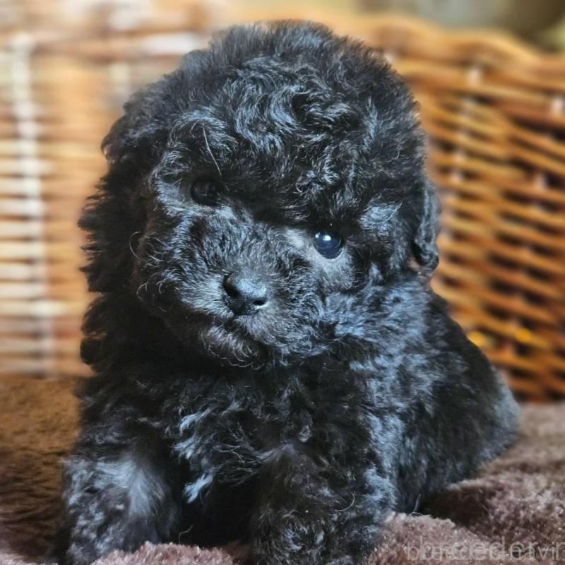 販売中の岐阜県のトイプードル-440289の4枚目