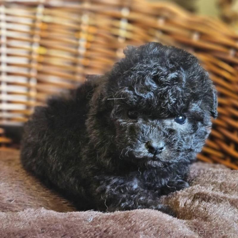 販売中の岐阜県のトイプードル-440289の3枚目