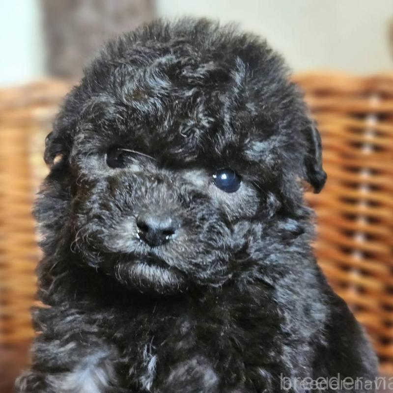 販売中の岐阜県のトイプードル-440289の1枚目