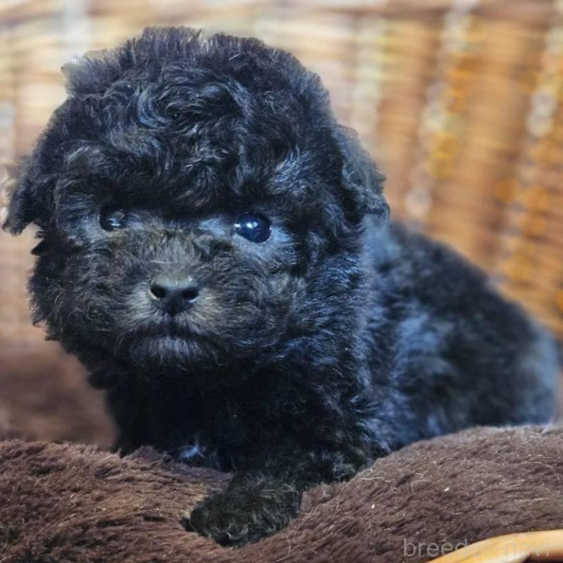 販売中の岐阜県のトイプードル-440289の2枚目