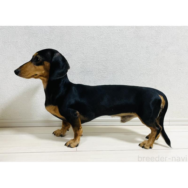 葉葱（はぎ）くん1枚目