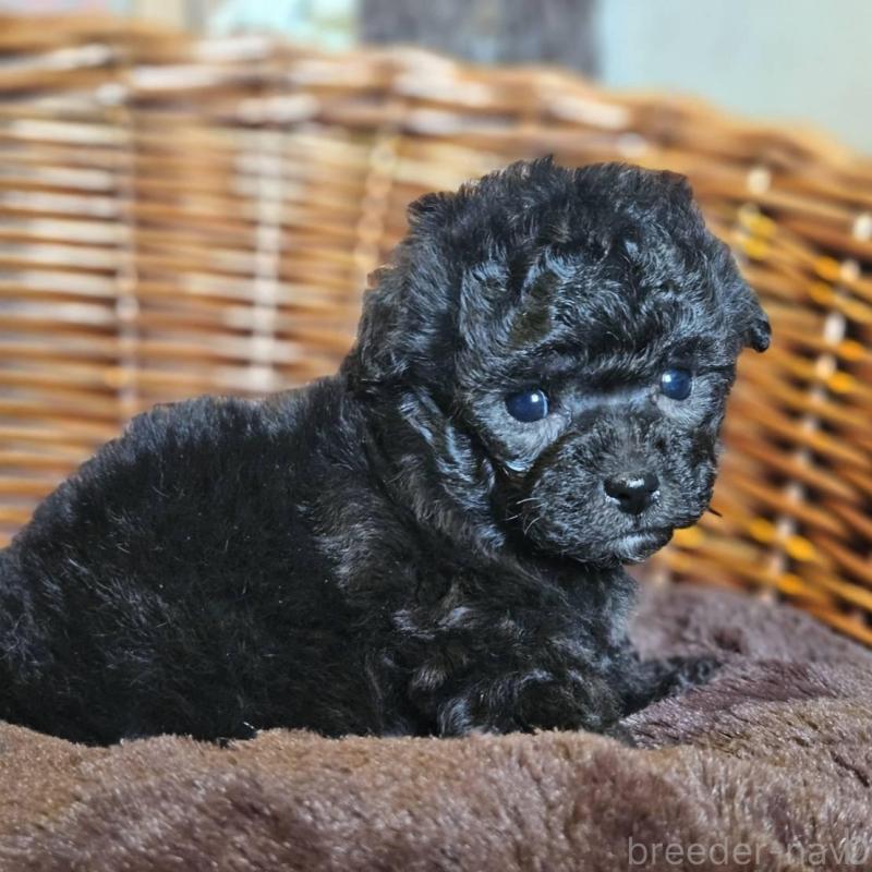 販売中の岐阜県のトイプードル-440290の5枚目