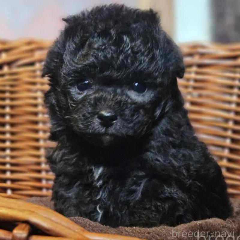 販売中の岐阜県のトイプードル-440290の3枚目