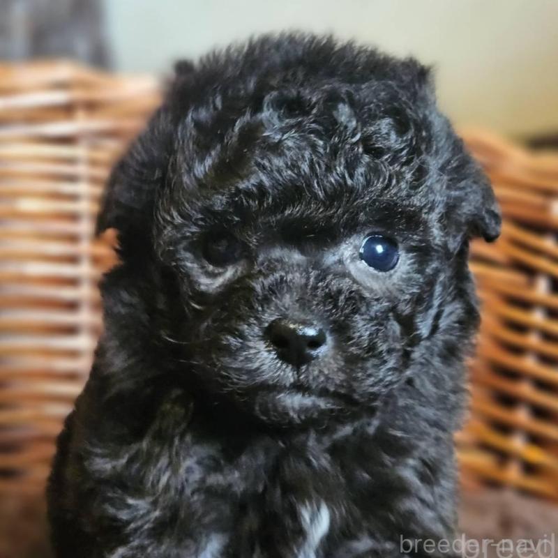 販売中の岐阜県のトイプードル-440290の2枚目