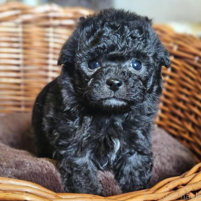 販売中の岐阜県のトイプードル-440290