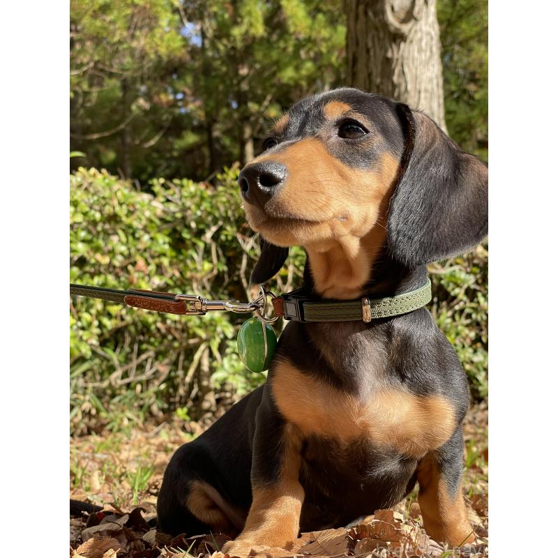 葉葱（はぎ）くん1枚目