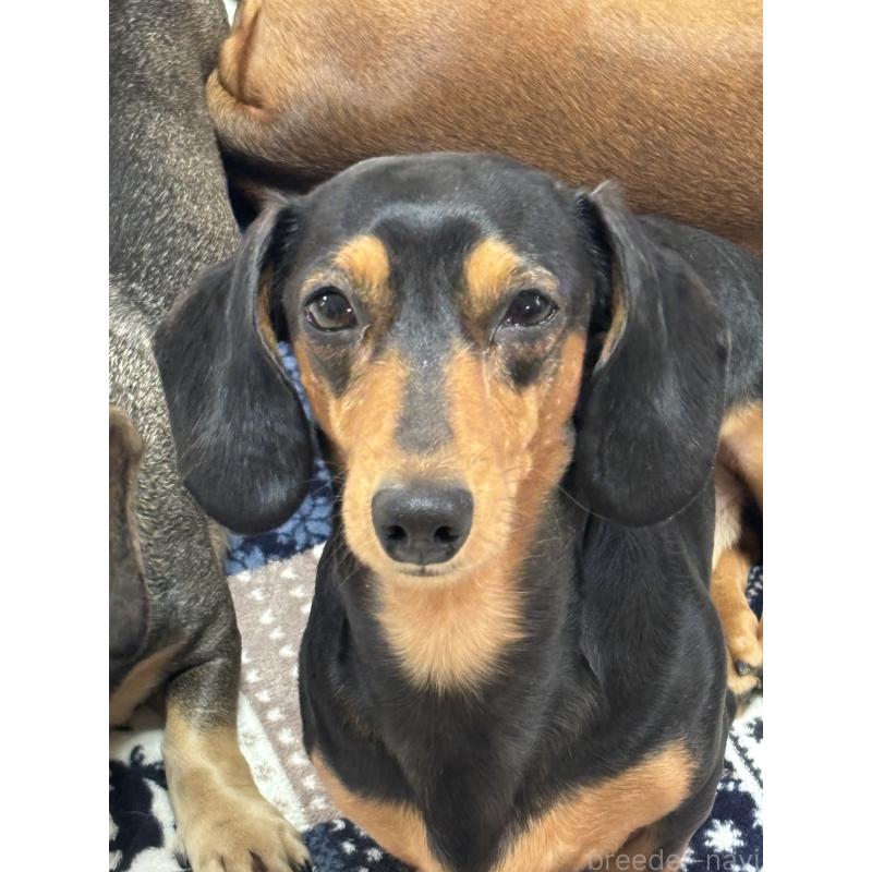 葉葱（はぎ）くん1枚目