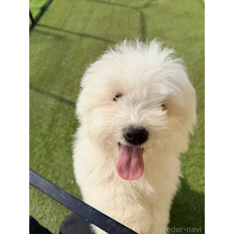 商談中の埼玉県のミックス犬-440292の1枚目