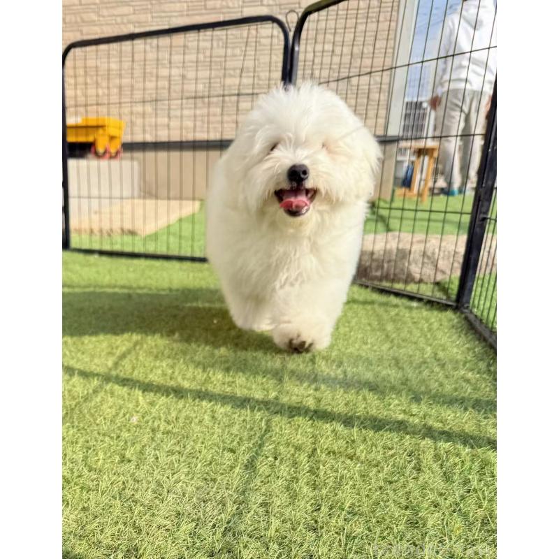 商談中の埼玉県のミックス犬-440292の2枚目