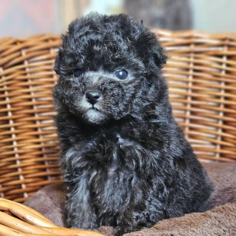 販売中の岐阜県のトイプードル-440291の5枚目