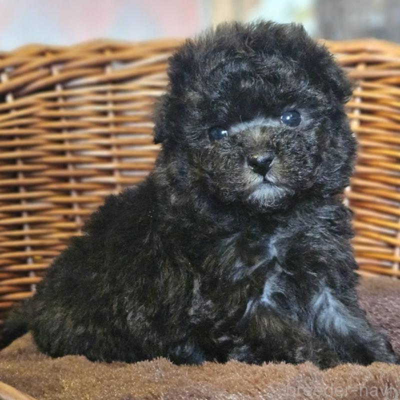 販売中の岐阜県のトイプードル-440291の4枚目