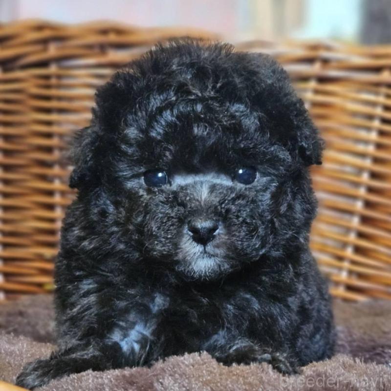 販売中の岐阜県のトイプードル-440291の3枚目