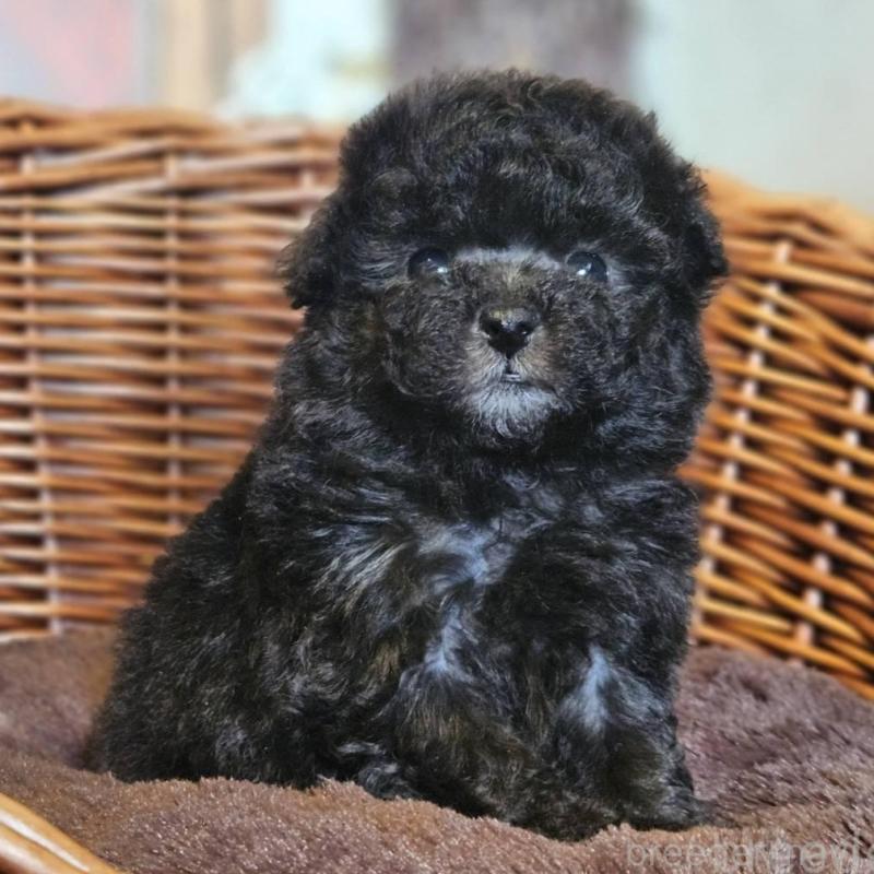 販売中の岐阜県のトイプードル-440291