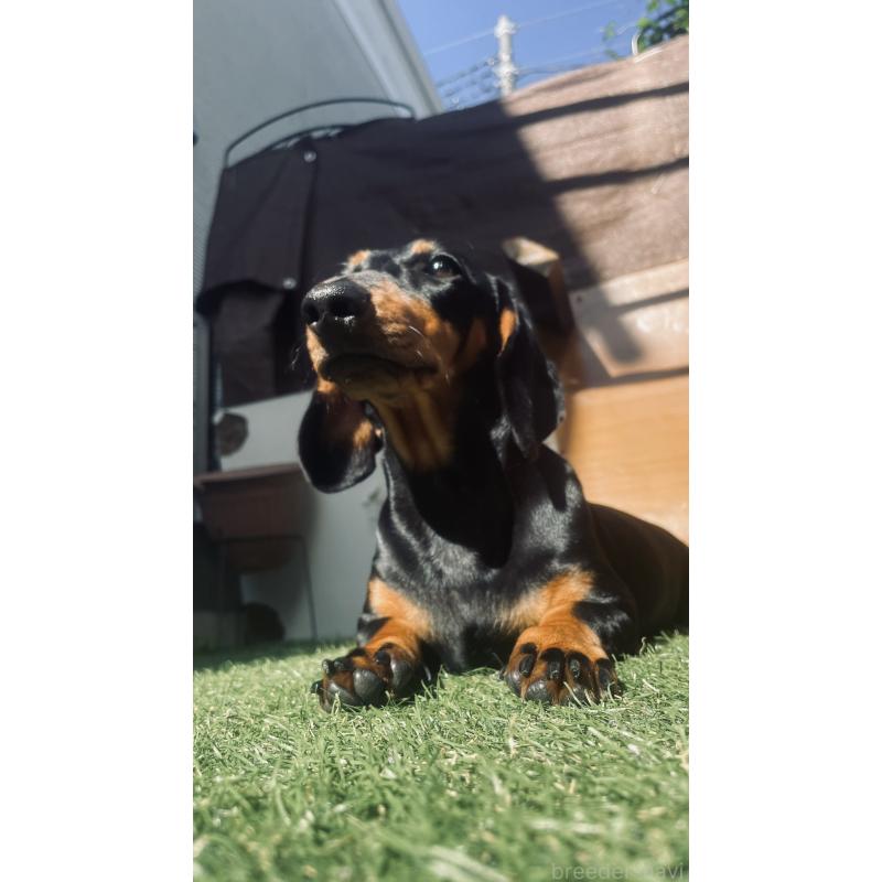 萌葱（萌葱）ちゃん1枚目