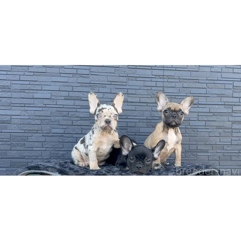 成約済の静岡県のフレンチブルドッグ-431725の4枚目