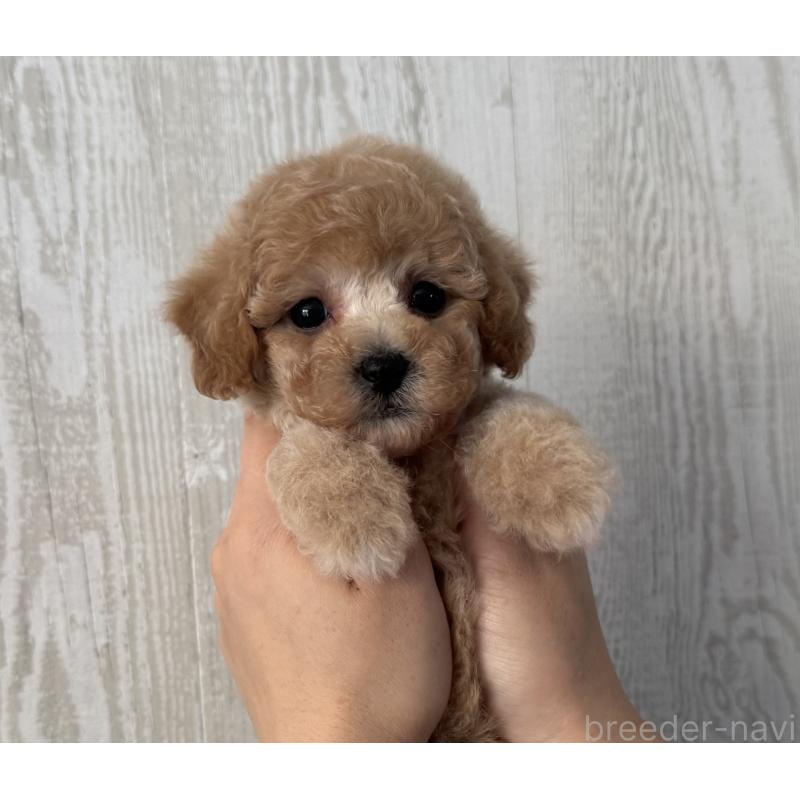 販売中の三重県のビションプー:ビションフリーゼ×トイプードル-433295