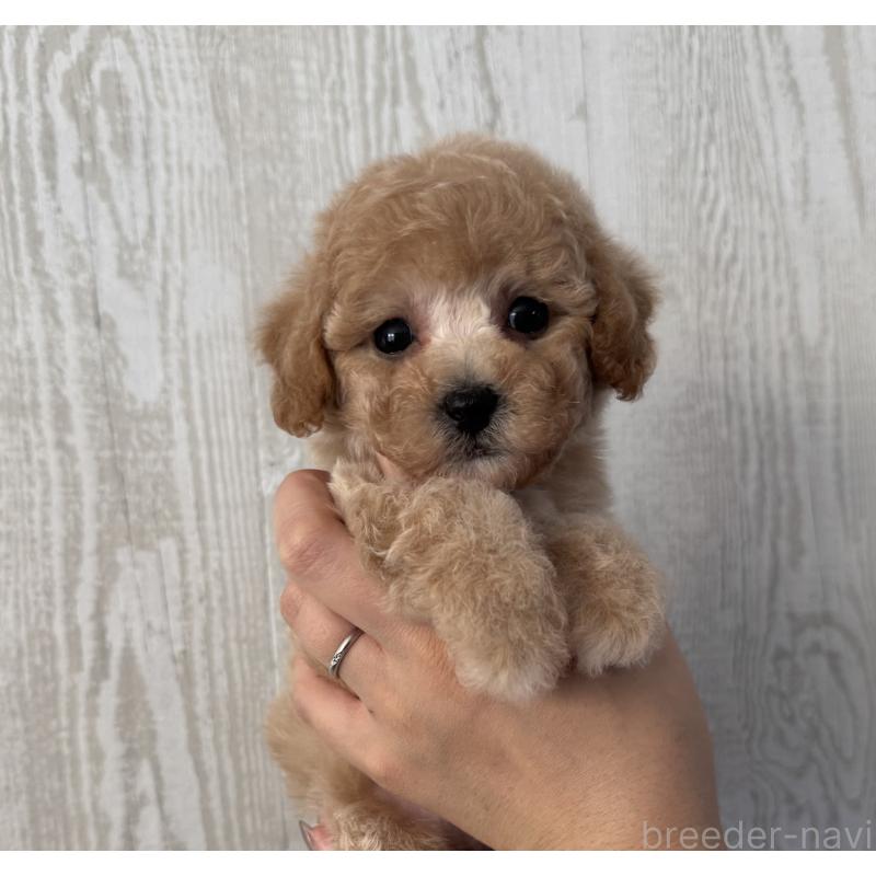 販売中の三重県のビションプー:ビションフリーゼ×トイプードル-433295の5枚目