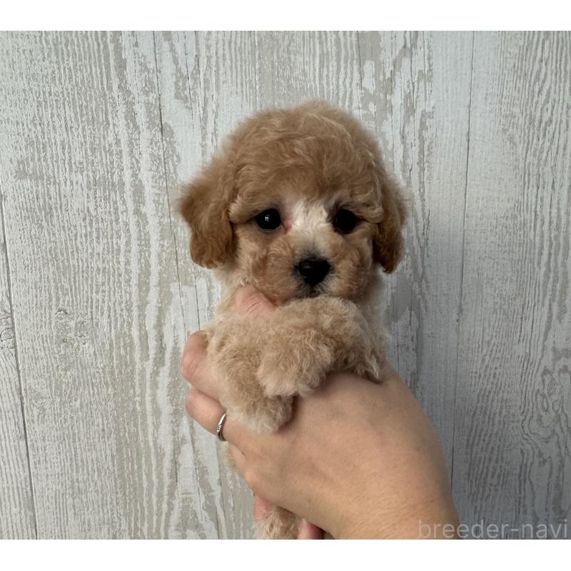 販売中の三重県のビションプー:ビションフリーゼ×トイプードル-433295の4枚目