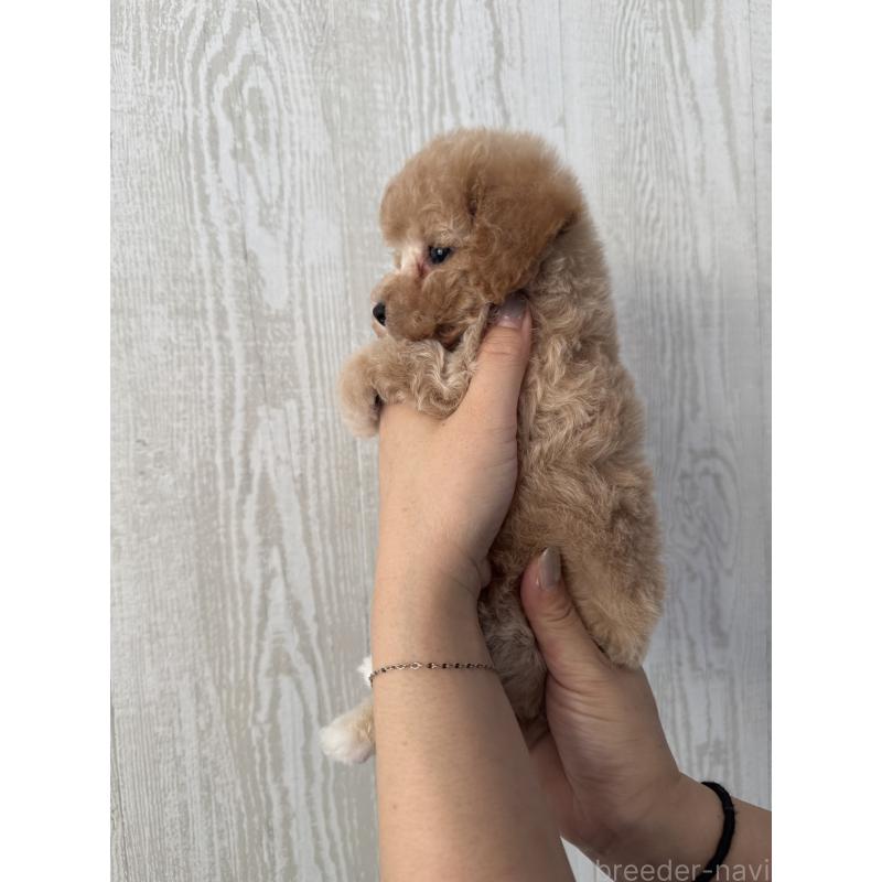 販売中の三重県のビションプー:ビションフリーゼ×トイプードル-433295の3枚目