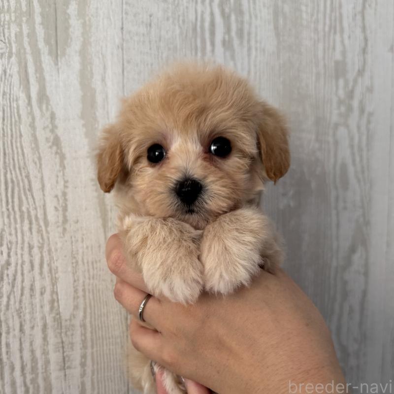 販売中の三重県のビションプー:ビションフリーゼ×トイプードル-440293の1枚目