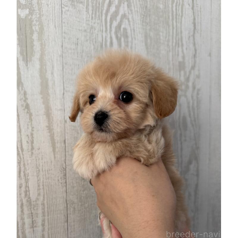 販売中の三重県のビションプー:ビションフリーゼ×トイプードル-440293の4枚目