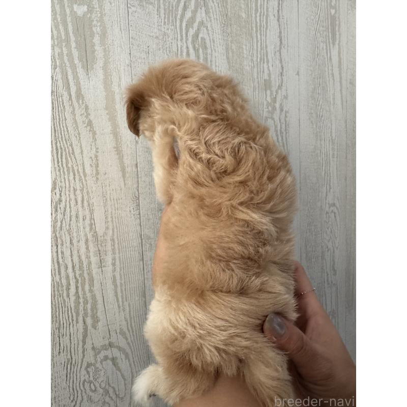 販売中の三重県のビションプー:ビションフリーゼ×トイプードル-440293の3枚目