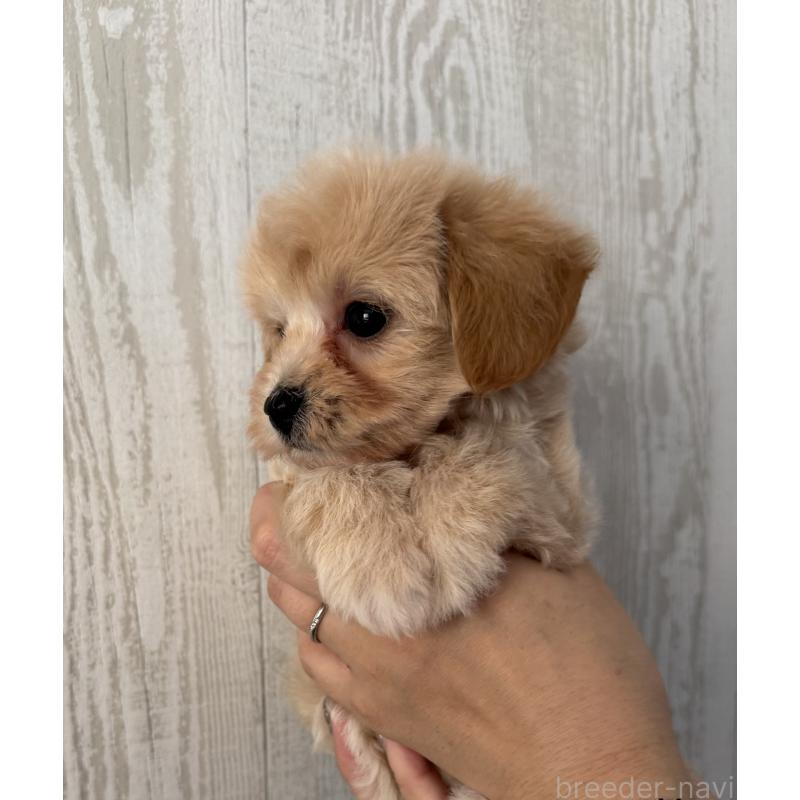 販売中の三重県のビションプー:ビションフリーゼ×トイプードル-440293の2枚目